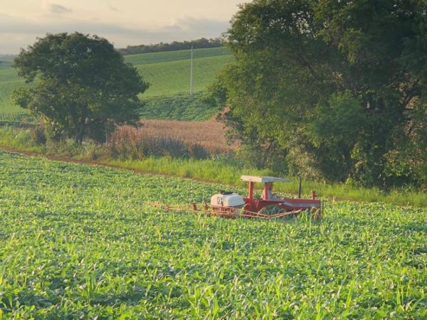 Iniciativa visa contribuir na racionalização do uso de fungicidas e na redução do custo de produção das lavouras de soja (Foto: Diones Roberto Becker)