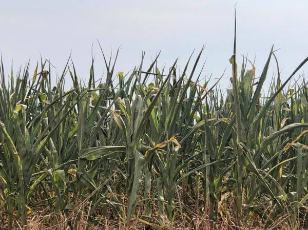 Conforme publicação da Emater-Ascar, cerca de 50% das lavouras de milho no Rio Grande do Sul já foram ceifadas (Foto: Diones Roberto Becker)