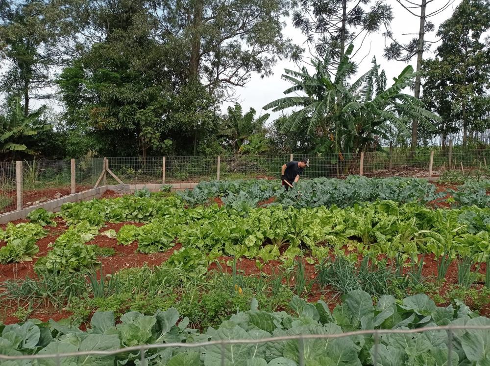 Horta escolar em Barra do Guarita (Foto: Prefeitura de Barra do Guarita)