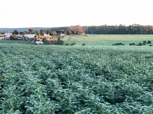 Restante das áreas com soja está em floração (24%), maturação (15%) e germinação e desenvolvimento vegetativo (5%) (Foto: Diones Roberto Becker)