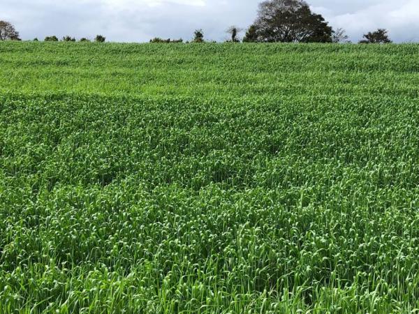 Emater-Ascar estima que produtividade média seja de aproximadamente três mil quilos por hectare (Foto: Diones Roberto Becker)