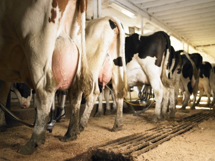 Produtores brasileiros dizem sofrer concorrência desleal do leite importado - (Foto: Depositphotos)