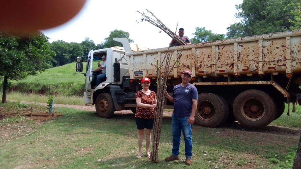Ramas foram transportadas por caminhão da prefeitura (Foto: Prefeitura de Redentora)