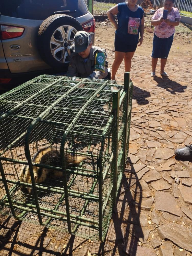 O animal resgatado foi entregue para a Polícia Ambiental (Foto: Bombeiros Voluntários)