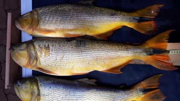 Alguns dos peixes apreendidos eram fêmeas e tinham ovas em seu interior (Foto: Divulgação/SEMA)