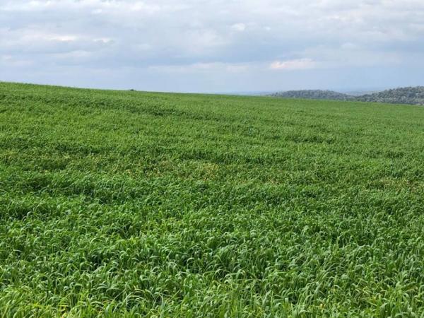 Emater-Ascar estima que produtividade chegue a três mil quilos por hectare (Foto: Diones Roberto Becker)