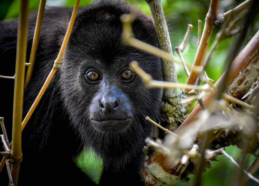 Animais funcionam como controle da doença, demostrando a sua circulação (Foto: Imagem de lisacks por Pixabay)