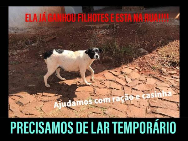 Postagem feita na página do Amicão que mostra a cachorra pelas ruas do bairro Modelo. (Foto: Reprodução/redes sociais)