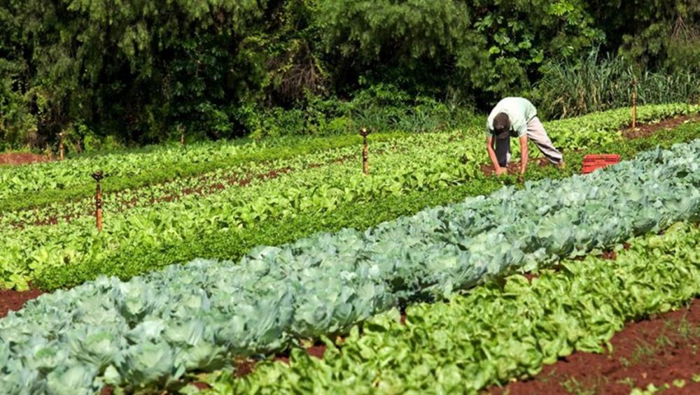 Projeto está em andamento em Redentora (Foto: Divulgação)