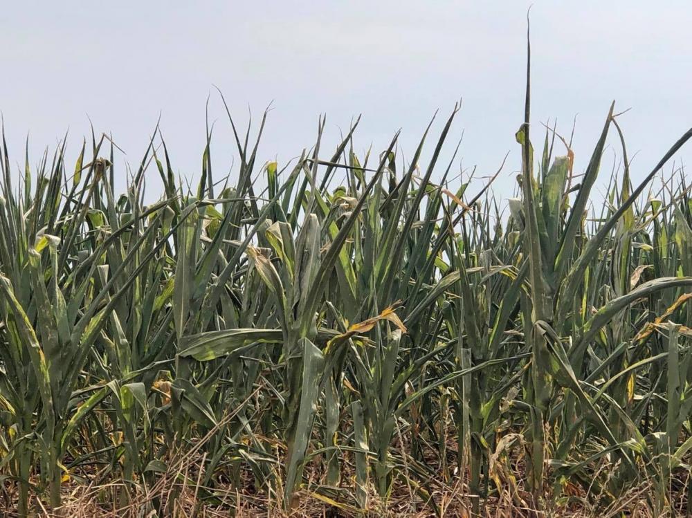 Edil afirmou que muitos agricultores tiveram as lavouras de milho afetadas pela estiagem (Foto: Diones Roberto Becker)