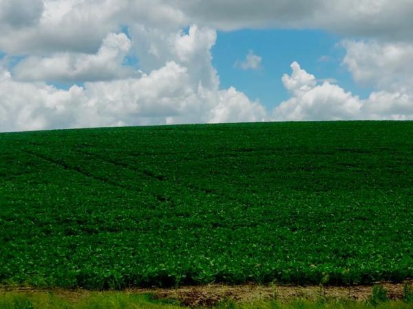 Soja se desenvolve bem em nossa região (Foto: Diones Roberto Becker)