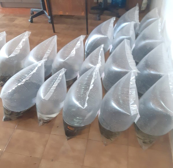 Alevinos entregues diretos aos produtores de Coronel Bicaco (Foto: Prefeitura de Coronel Bicaco)