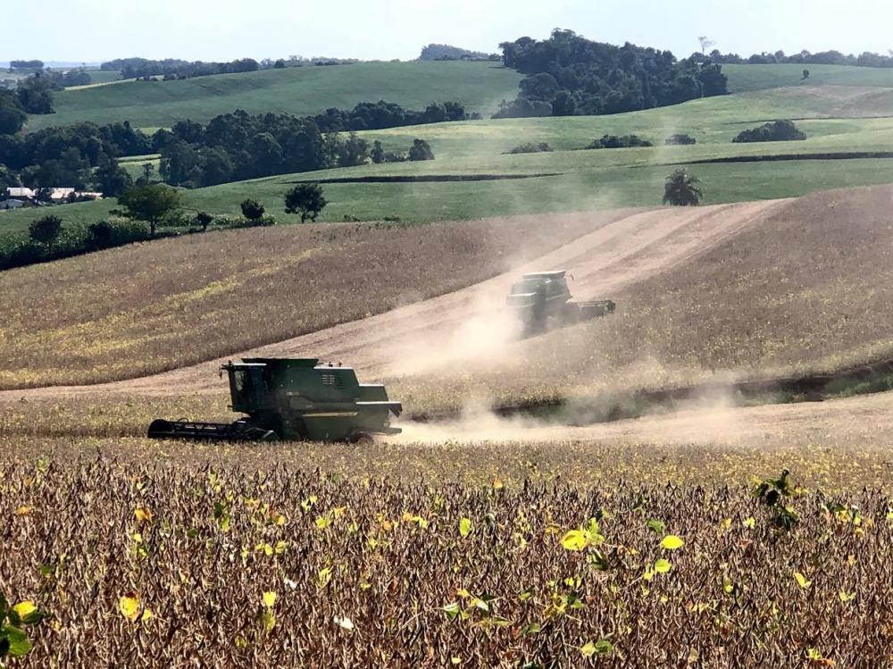 Conforme a Emater-Ascar, colheita atinge cerca de 5% da área plantada no Rio Grande do Sul nesta safra (Foto: Diones Roberto Becker)